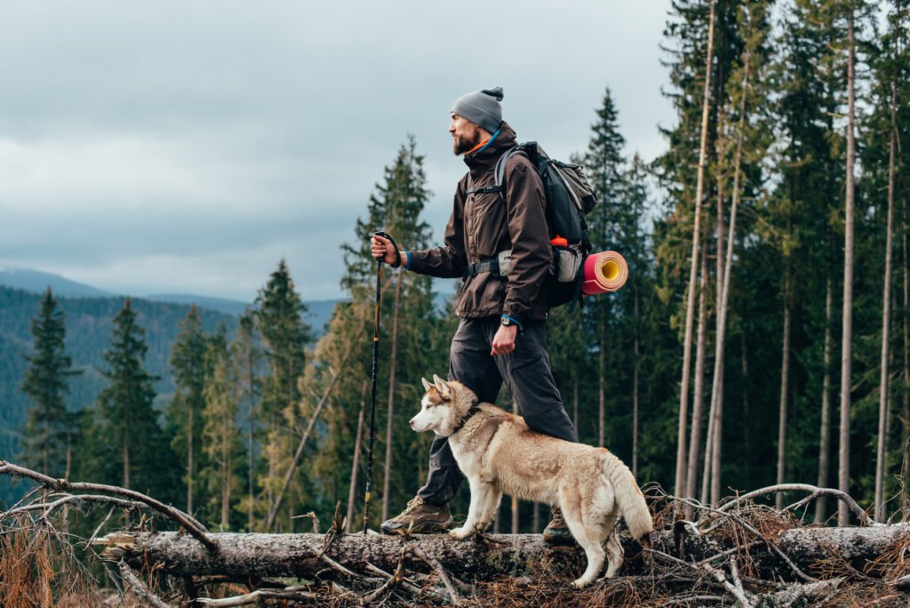 Essentials for Camping With a Dog This Fall Essentials for Camping With a Dog This Fall